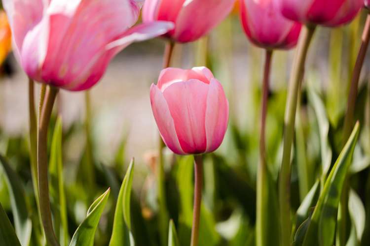 Tulpan 'Salmon Impression'